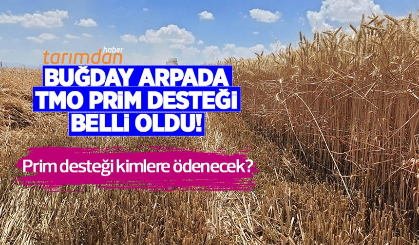 Buğday arpada TMO prim desteği belli oldu! Çiftçi ne kadar prim desteği alacak?