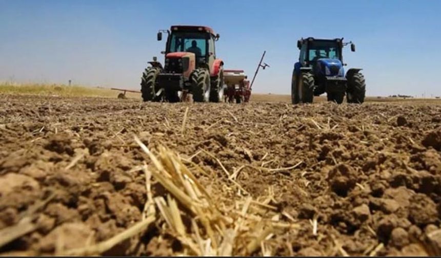 Mardin'de buğday hasadı bitmeden mısır ekimine başlanıldı!