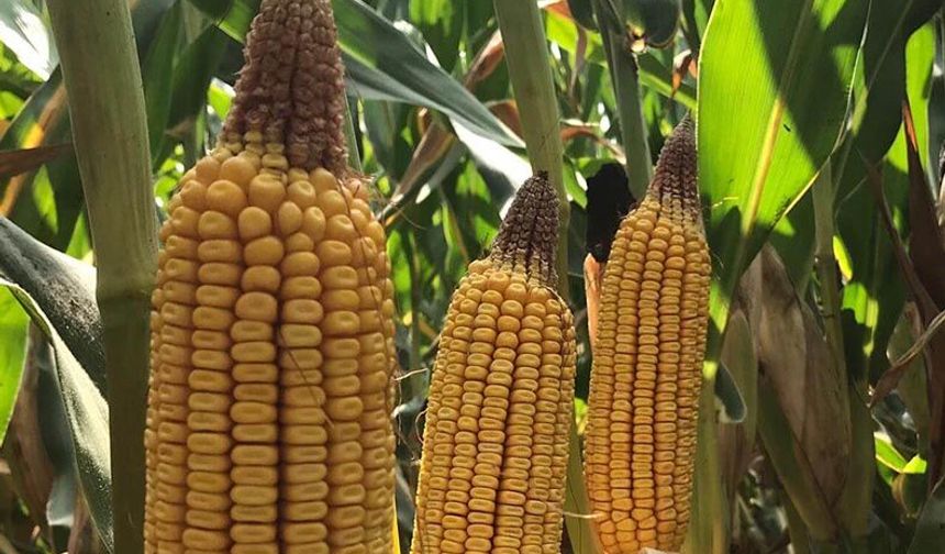 Sen üret ama mısır fiyatını ben ithalatla belirlerim!