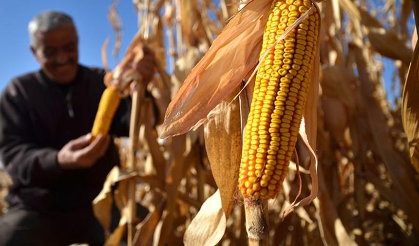 Konya'da mısır üretiminde yüzde 10 verim kaybı bekleniyor!