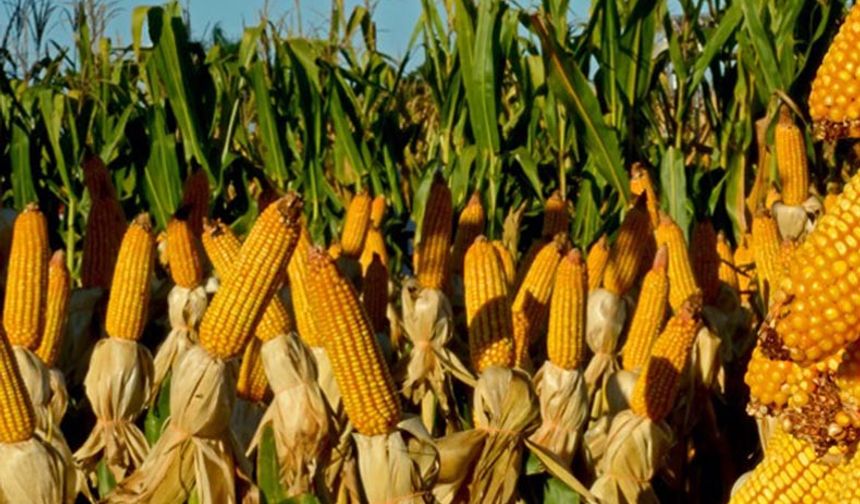 Kırşehir Kaman havzasında desteklenen ürünler