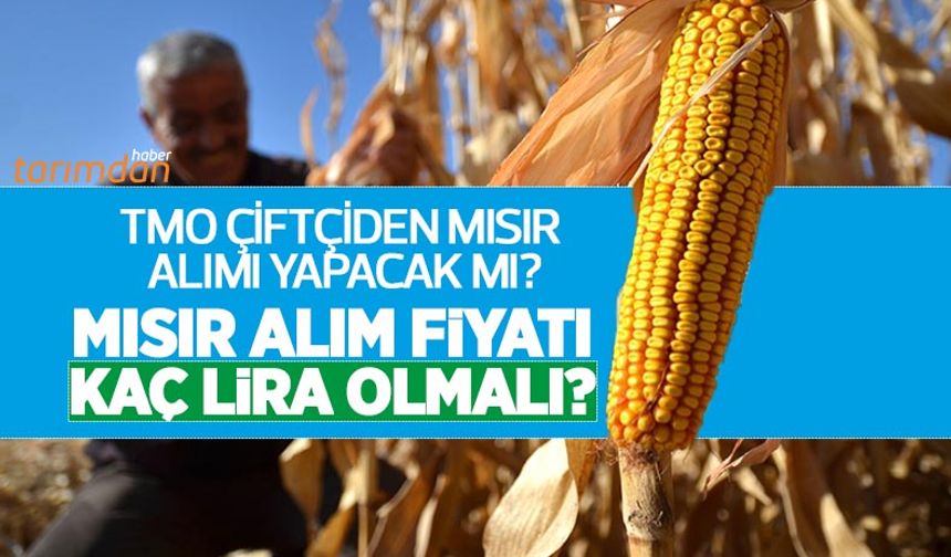 TMO çiftçiden mısır alımı yapacak mı ve mısır alım fiyatı kaç lira olmalı? Mısır alım fiyatı ne zaman açıklanacak?