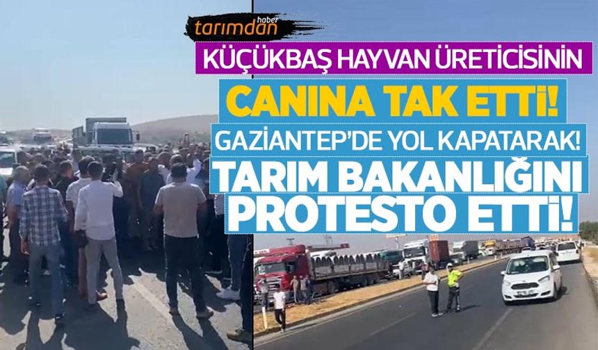 Küçükbaş hayvan üreticisinin canına tak etti Gaziantep'te yol kapatarak Tarım Bakanlığını protesto etti!