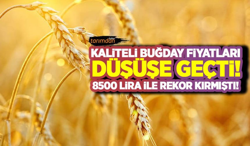 Kaliteli buğday fiyatları 8500 liradan geri döndü! 16 Eylül buğday fiyatları!
