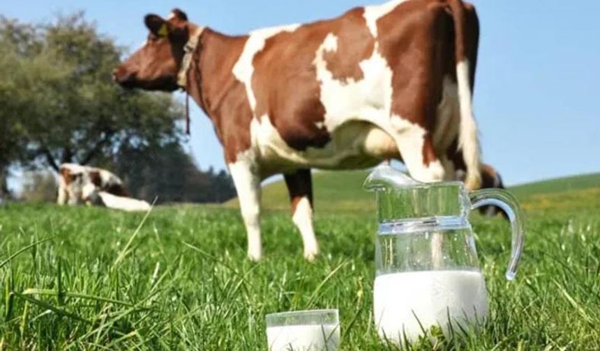 Mart ayı çiğ süt üretim maliyeti belli oldu! TÜSEDAD en düşük 20 lira olmalı!
