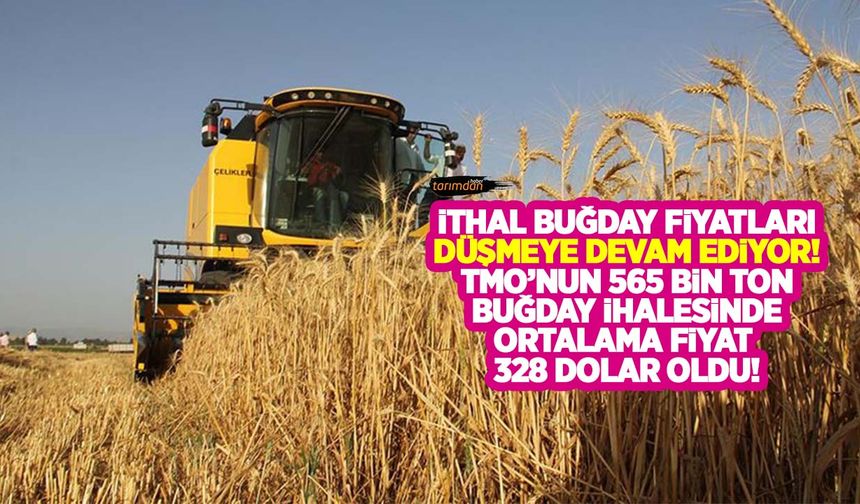 TMO’nun 565 bin ton ekmeklik buğday ithalat ihalesi sonuçlandı! İthal buğday fiyatları da düşüyor!