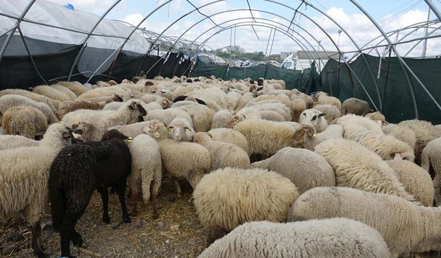 Depremzedelere bedelsiz 43 bin 618 küçükbaş hayvan dağıtımı başladı!