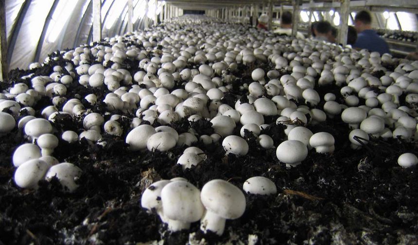 Mantar üretimi için ne gerekli? Sivas’taki kurs üretime başlamak isteyenlere kapı açıyor