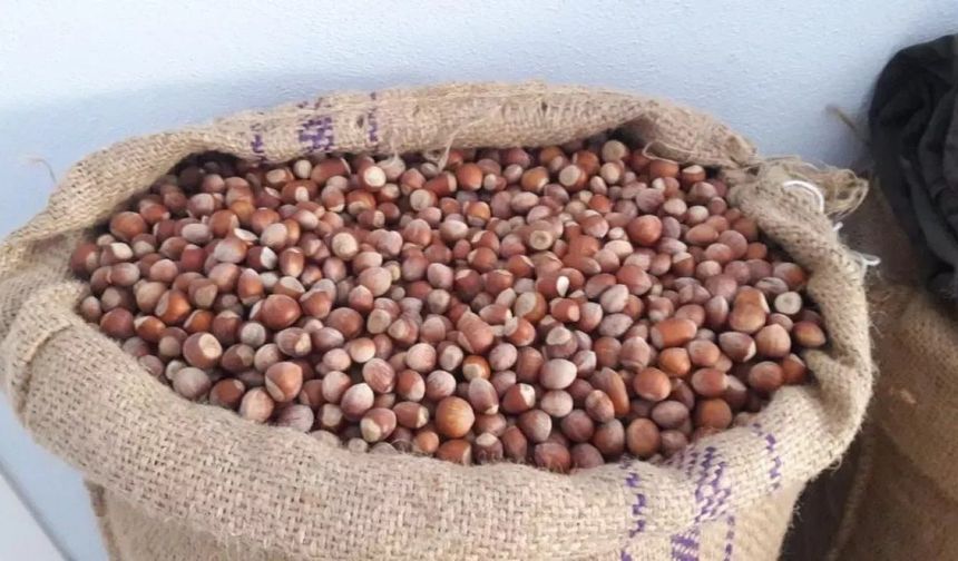 Fındık fiyatları rekora koşarken Düzce Avrupa'yı fındığa boğuyor