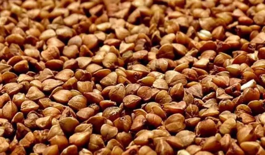 Muş'ta 10 Dönüm Alana Karabuğday Ekimi  yapıldı