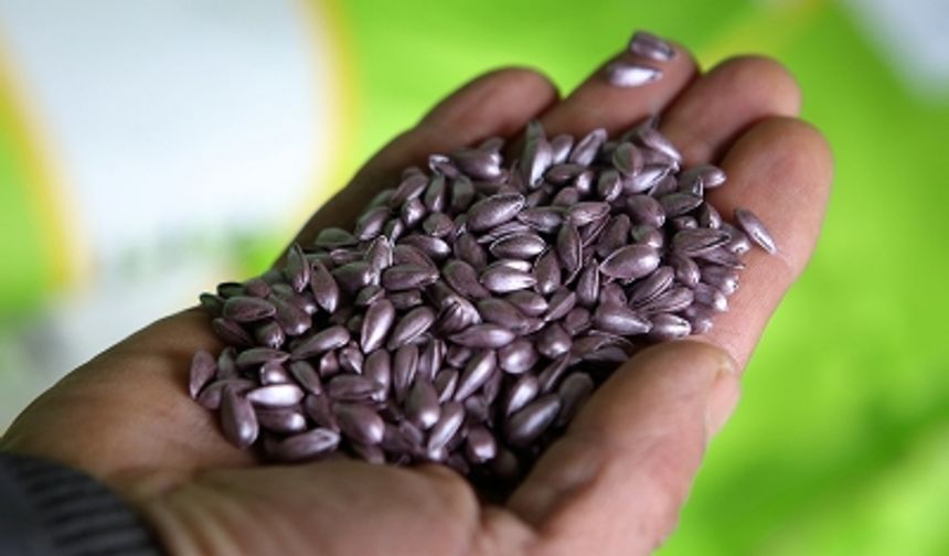 Kütahya'da ayçiçek tohumu dağıtıldı