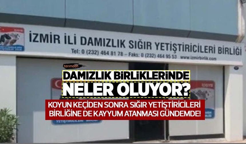 İzmir Damızlık Sığır Yetiştiricileri Birliğine kayyum mu atanacak?
