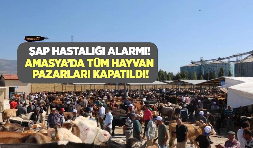 Şap hastalığı alarmı! Amasya'da tüm hayvan pazarları kapatıldı!