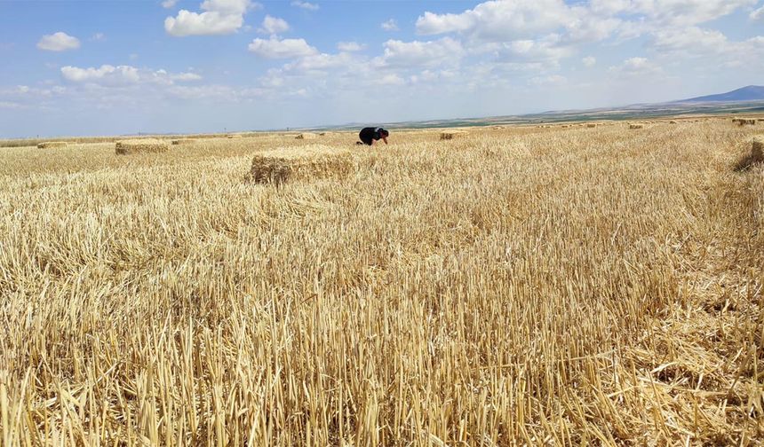 Eskişehir'de buğdayda kuru ve sulu alanlarda ortalama verim 289 kg'dan 462 kg'a çıktı! 