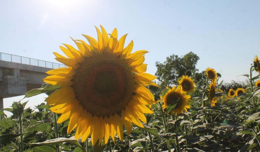 TMO’dan ayçiçeği yağı atağı: 18 bin ton ithal edilecek