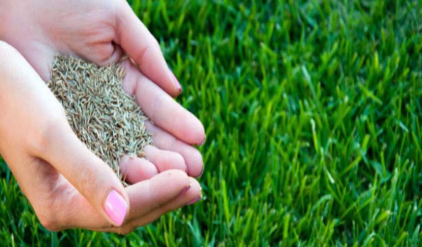 Tarım Kredi, yonca, silajlık mısır ve arpa tohum fiyatlarını açıkladı!