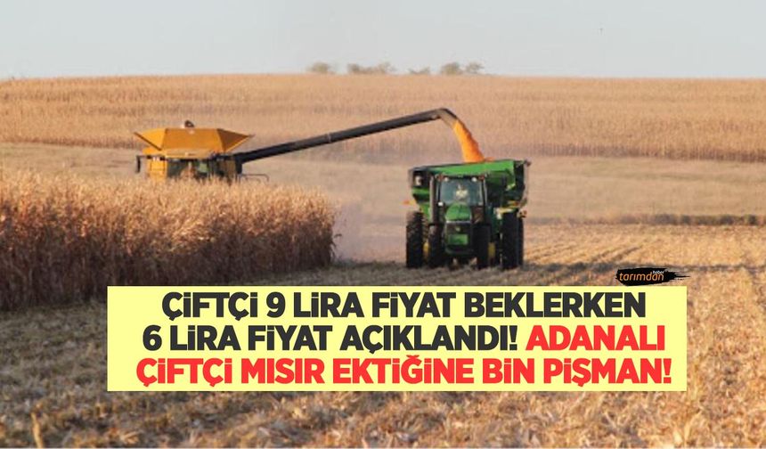 Çiftçi 9 lira fiyat beklerken 6 lira açıklandı! Adanalı çiftçi mısır ektiğine bin pişman!