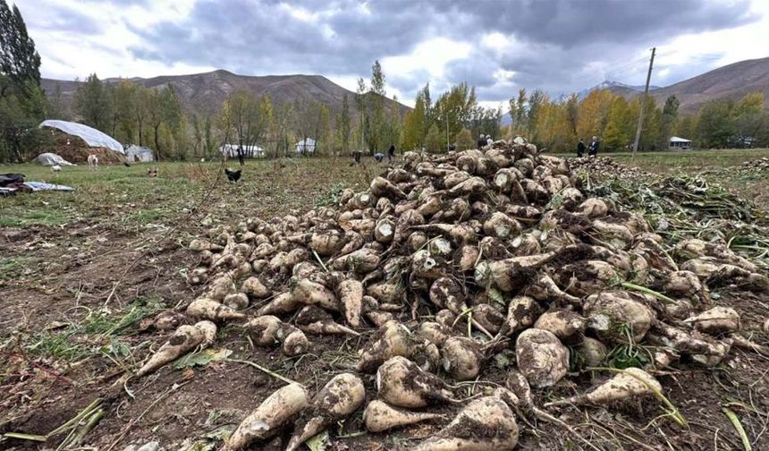 Şeker pancarında prim sevinci: Erken söküm ton başına 320 TL