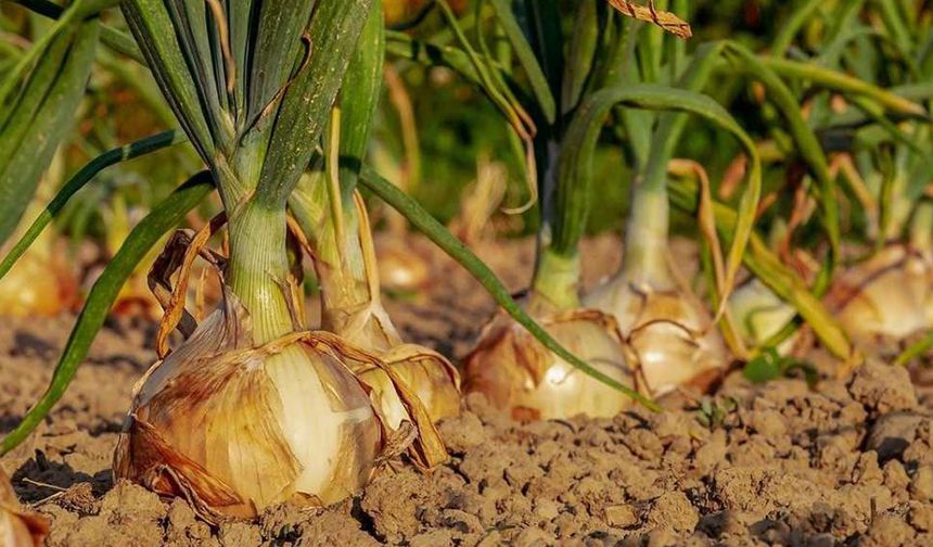 Manavgat’ta kuru fasulye, nohut, soğan yetişir mi?