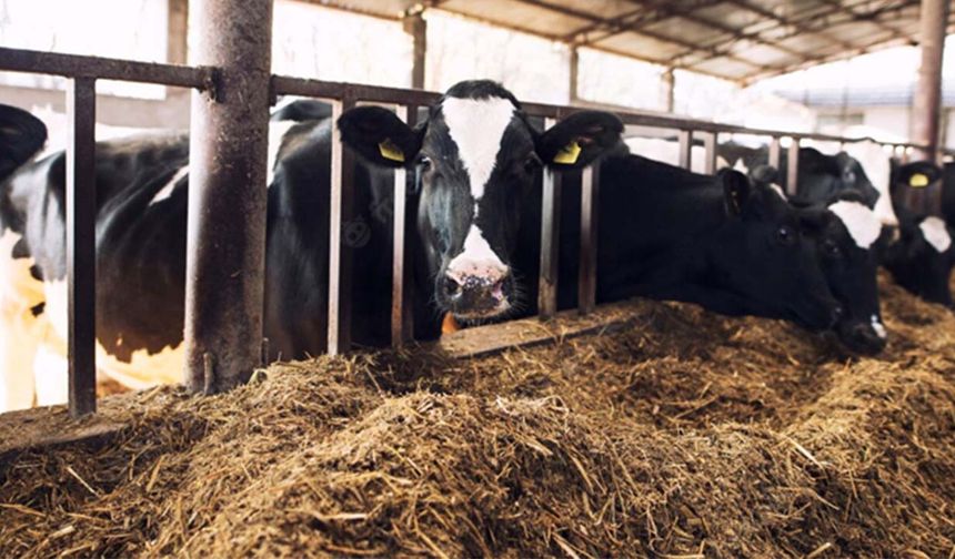 Süt hayvancılığında rasyonda üre kullanılır mı? Üre rasyonda ne kadar kullanılmalı?