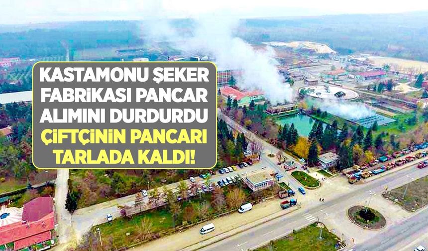 Kastamonu Şeker Fabrikası pancar alımını durdurdu çiftçinin pancarı tarlada kaldı!