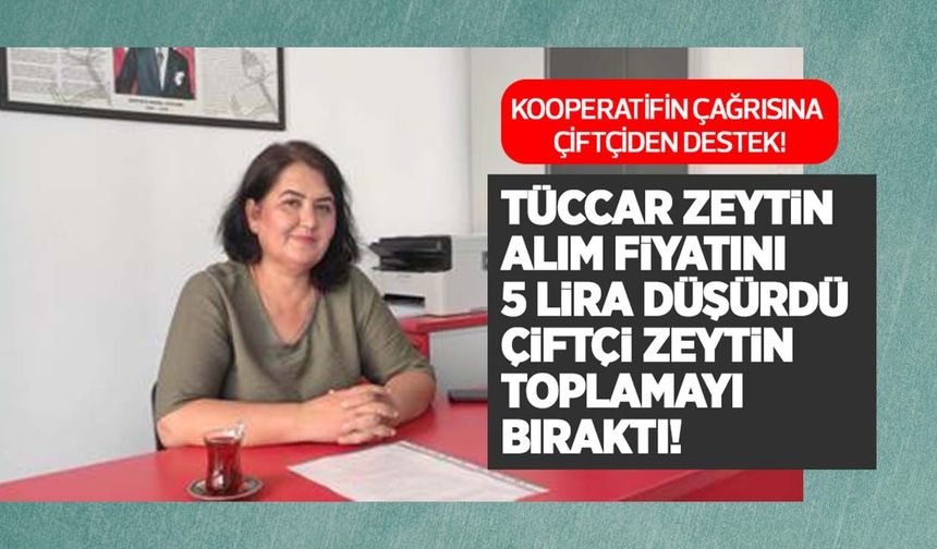 Tüccar zeytin alım fiyatını 5 lira düşürdü çiftçiler hasadı erteledi!