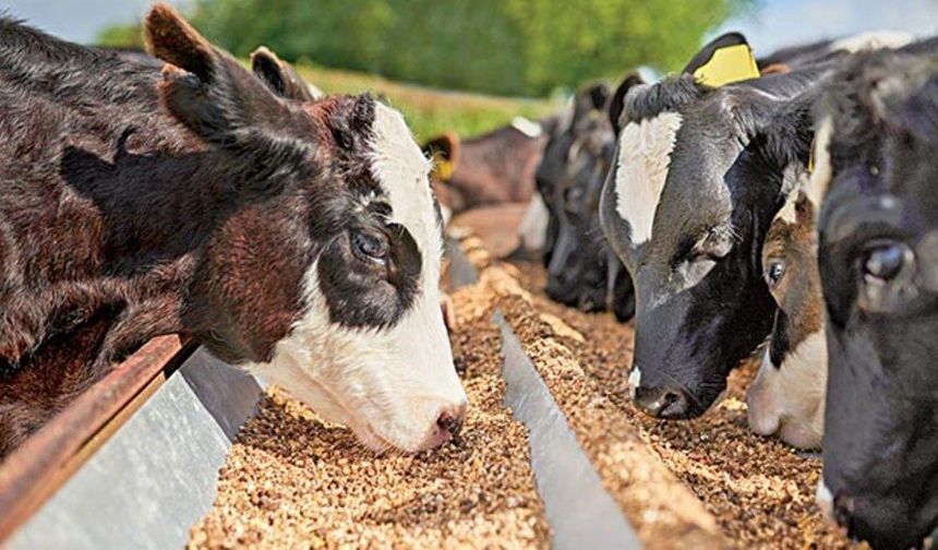 Yem fiyatlarına yüzde 3 ne ki?