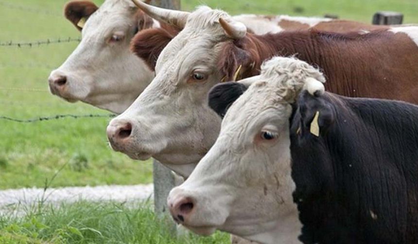 Besicinin beklediği ödeme hesaplara geçti: Çiftçiye 865 milyon TL’lik destek!
