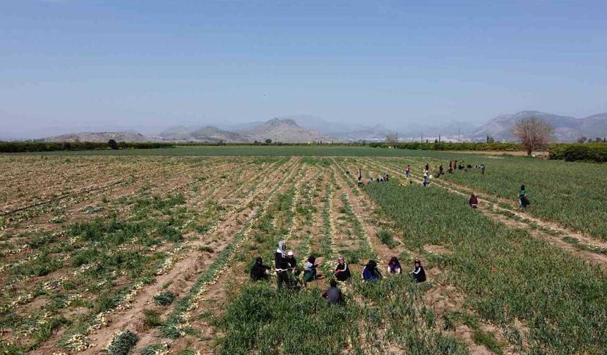 Çiftçi mısır yerine soğan ekti tarlada 17 liradan satılıyor!