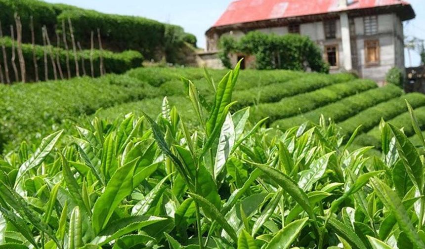 ÇAYKUR 213 bin ton yaş çay aldı