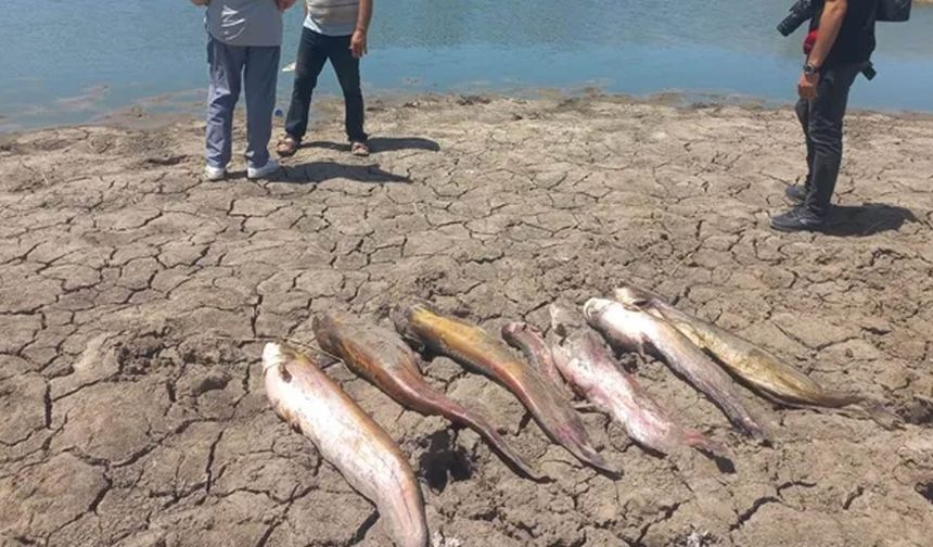 Edirne'de toplu balık ölümü