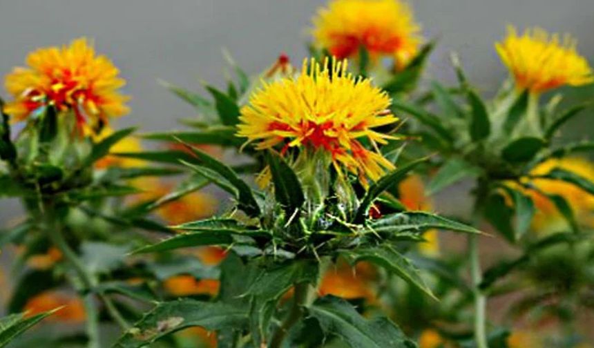 Kırşehir Mucur havzasında desteklenen ürünler