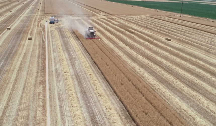 Buğday hasadında üzen gelişme: O ilde kalite yüzde 30 düştü