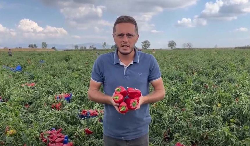 Biberi para etmeyen çiftçi: Keşke domates biber ekmek yerine Dilan Polat gibi güzellik merkezi açsaydım!