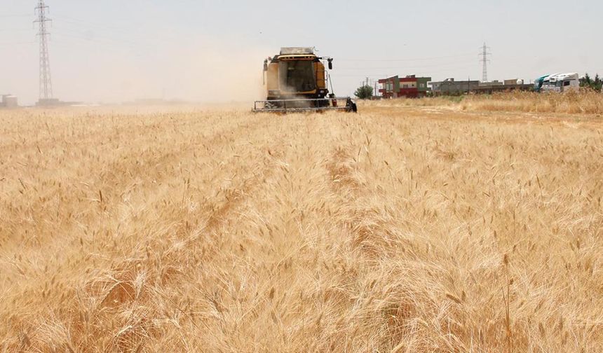 Kaliteli buğday kaç liradan satılıyor? Mardin Kızıltepe hububat fiyatları belli oldu...