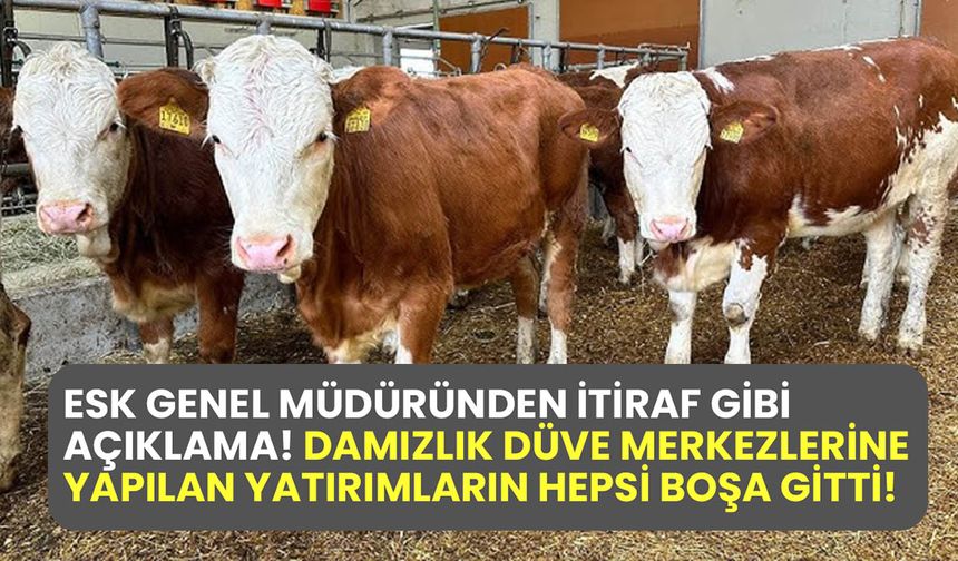 ESK Genel Müdüründen itiraf gibi açıklama! Damızlık düve merkezlerine yapılan yatırımların hepsi boşa gitti!