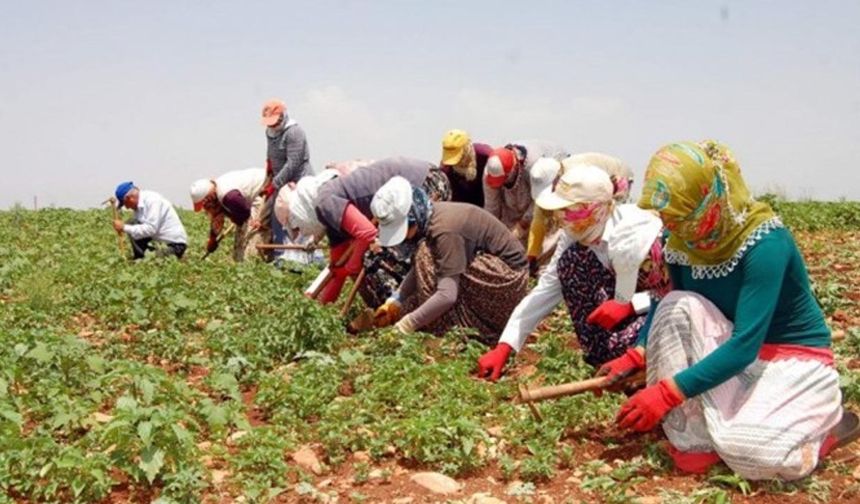 TİGEM, Dalaman’da 4 aylık tarımsal işçilik hizmeti için ihaleye çıkıyor