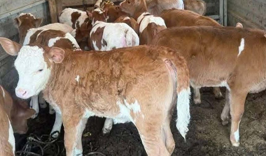 Buzağı desteği ödemeleri başladı: Çiftçiye 5 milyar TL’lik destek paketi