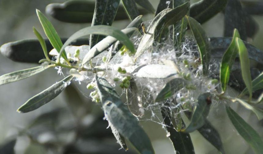 Zeytinde yüzde 30 ürün kaybı riski: Zeytin güvesine karşı acil önlem çağrısı!