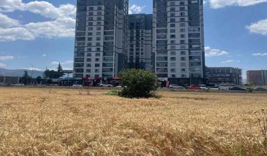 Lüks gökdelenlerin gölgesinde buğday hasadı: Nilüfer’de toprağa tutunan son çiftçi