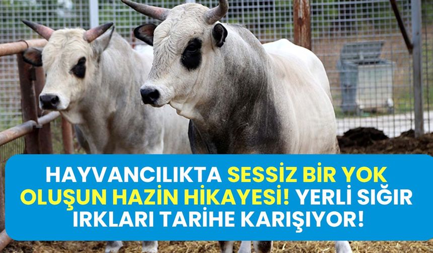 Kara Alaca yükseldi, Yerli Kara yok oldu: Türkiye'de sığır ırkları sessizce değişti!