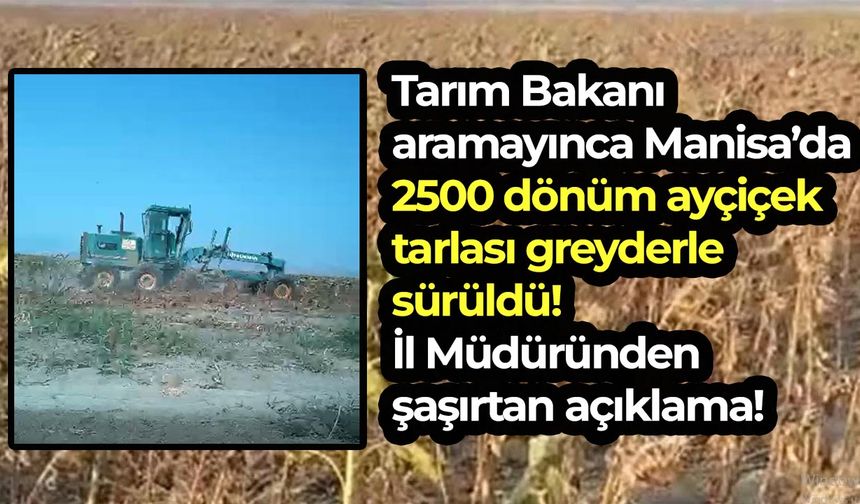 Tarım Bakanı aramayınca Manisa’da 2500 dönüm ayçiçek tarlası greyderle yok edildi, İl Müdüründen şaşırtan açıklama!