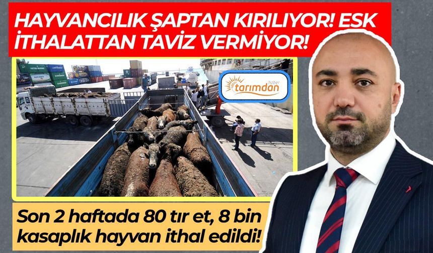 Üretici şaptan kırılıyor ESK’nın ithalat trafiği durmuyor! Son 2 haftada 80 tır et, 8 bin kasaplık hayvan ithal edildi!