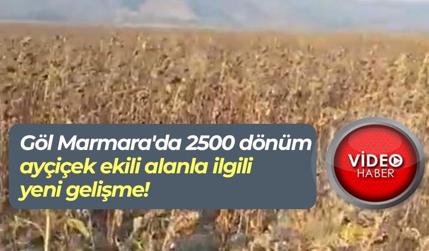 Göl Marmara'da 2500 dönüm ayçiçek ekili alanla ilgili yeni gelişme!