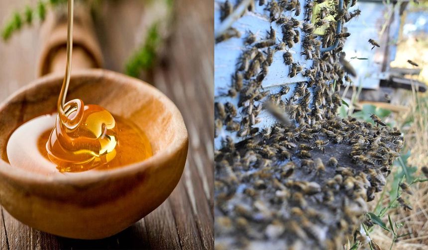 Ham balın gizli gücü: Bağışıklık, enerji ve mutluluk kaynağı