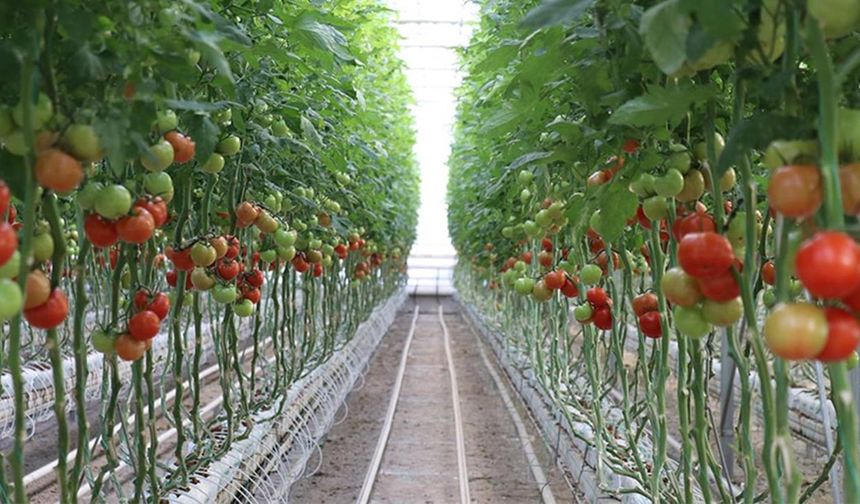 Türkşeker’den zincir marketlere pembe domates satışı