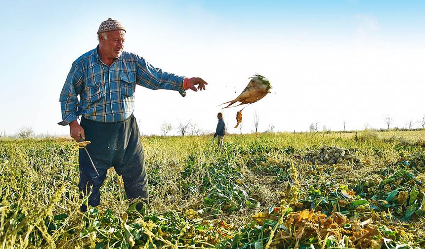 Şeker ithalatı pancar üreticisini vurdu: Tarımdan Haber’in gündeme getirdiği kriz için Bakanlığa soru önergesi