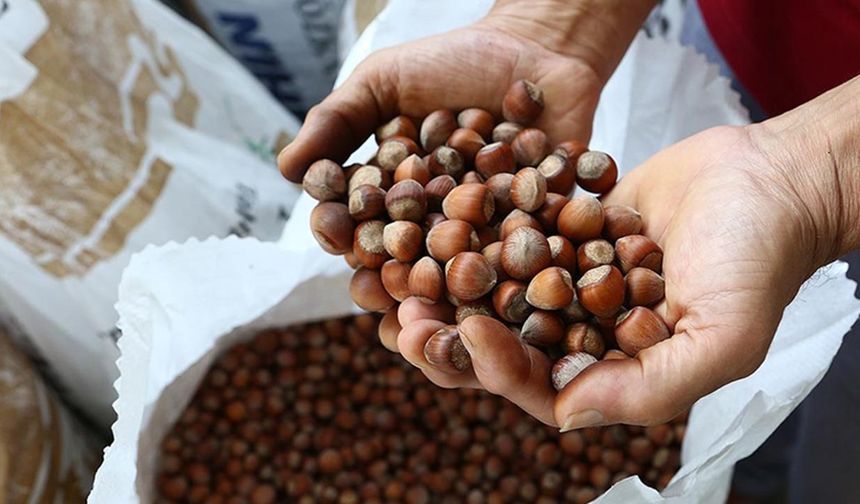 TMO fındık alım fiyatlarını açıkladı: Giresun kalite 200 TL, levant kalite 195 TL