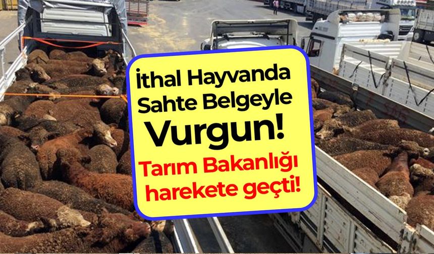 İthal hayvanda sahte belgeyle vurgun! Tarım Bakanlığı harekete geçti