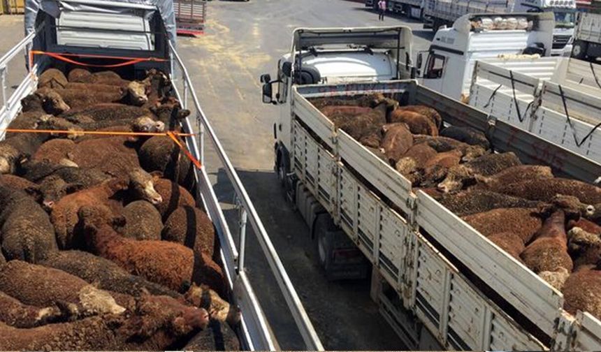 Besilik hayvan ithalatında başvuru tarihleri ertelendi